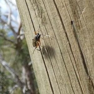 Stenarella victoriae at Boro, NSW - suppressed