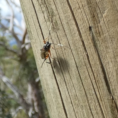 Stenarella victoriae (An ichneumon parasitic wasp) at Boro, NSW - 23 Feb 2022 by Paul4K