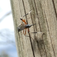 Stenarella victoriae at Boro, NSW - suppressed