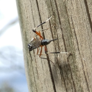 Stenarella victoriae at Boro, NSW - suppressed