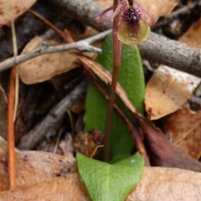 Chiloglottis seminuda (Turtle Orchid) at  - suppressed by Paul4K