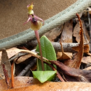 Chiloglottis seminuda at suppressed - 23 Feb 2022