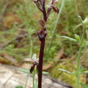 Acianthus exsertus at Boro, NSW - 23 Feb 2022