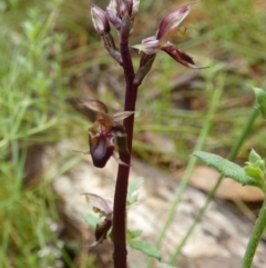 Acianthus exsertus at Boro, NSW - suppressed