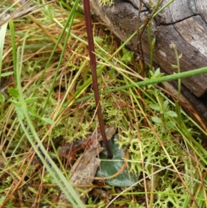 Acianthus exsertus at Boro, NSW - suppressed