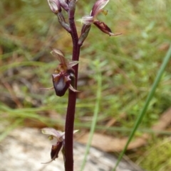 Acianthus exsertus at Boro, NSW - suppressed