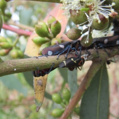 Eurymela distincta (Gumtree leafhopper) at Cook, ACT - 23 Feb 2022 by IdleWanderer