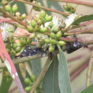 Eurymela distincta at Cook, ACT - 23 Feb 2022 09:00 AM