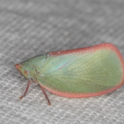 Siphanta sp. (genus) (Green planthopper, Torpedo bug) at Melba, ACT - 30 Dec 2021 by kasiaaus