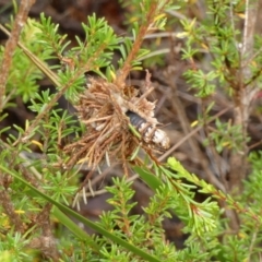Hyalarcta huebneri (Leafy Case Moth) at Boro - 23 Feb 2022 by Paul4K