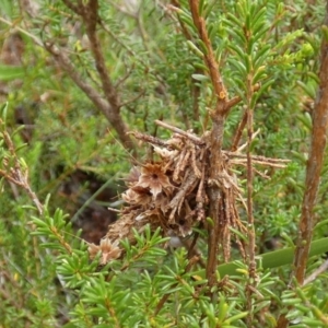 Hyalarcta huebneri at Boro, NSW - suppressed