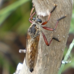 Zosteria sp. (genus) (Common brown robber fly) at Boro - 23 Feb 2022 by Paul4K