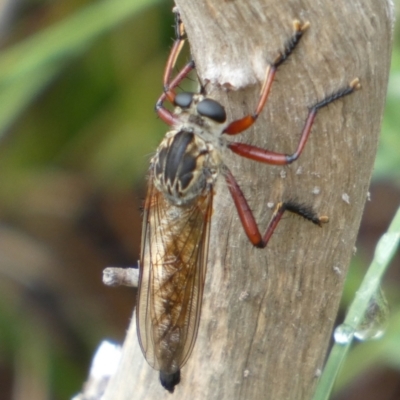 Zosteria sp. (genus) (Common brown robber fly) at Boro, NSW - 23 Feb 2022 by Paul4K