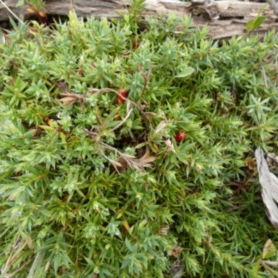 Styphelia humifusum (Cranberry Heath) at Boro, NSW - 24 Feb 2022 by Paul4K