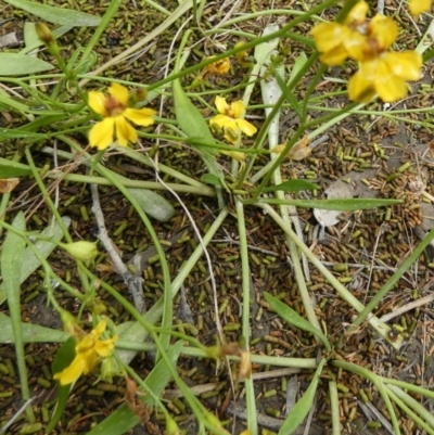 Goodenia paniculata (Branched Goodenia) at Boro - 24 Feb 2022 by Paul4K