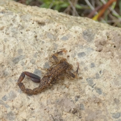 Lychas sp. (genus) (Marbled scorpion) at Boro, NSW - 24 Feb 2022 by Paul4K