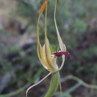 Caladenia parva (Brown-clubbed Spider Orchid) at Tennent, ACT - 9 Nov 2021 by MichaelBedingfield