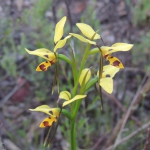 Diuris sulphurea at Tennent, ACT - 9 Nov 2021