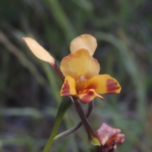 Diuris sp. (hybrid) at Tennent, ACT - 9 Nov 2021