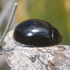 Paropsisterna angustipes (A leaf beetle) at Jindabyne, NSW - 20 Feb 2022 by Harrisi