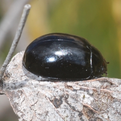 Paropsisterna angustipes (A leaf beetle) at Kosciuszko National Park - 20 Feb 2022 by Harrisi