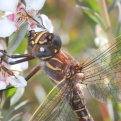 Austroaeschna inermis (Whitewater Darner) at Kosciuszko National Park - 20 Feb 2022 by Harrisi