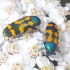 Castiarina flavopicta (Flavopicta jewel beetle) at Perisher Valley, NSW - 20 Feb 2022 by Harrisi