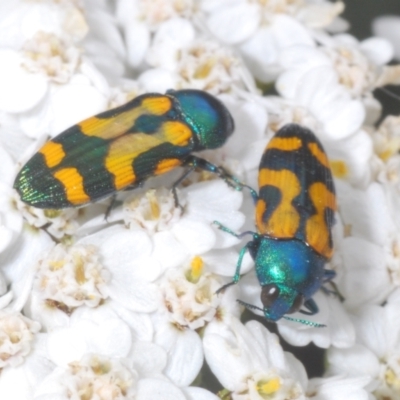 Castiarina flavopicta (Flavopicta jewel beetle) at Kosciuszko National Park - 19 Feb 2022 by Harrisi