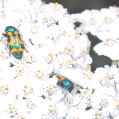 Castiarina flavopicta at Perisher Valley, NSW - 20 Feb 2022 10:54 AM