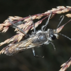 Sphecidae or Crabronidae (families) (Unidentified sand wasp) at Jindabyne, NSW - 19 Feb 2022 by Harrisi