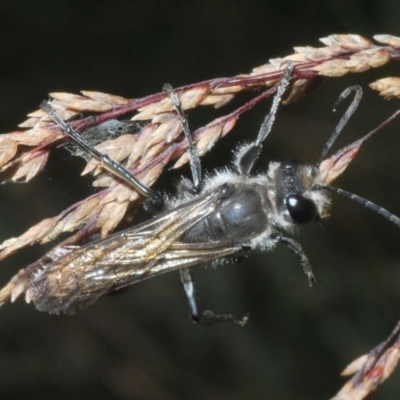 Sphecidae or Crabronidae (families) (Unidentified sand wasp) at Kosciuszko National Park - 19 Feb 2022 by Harrisi