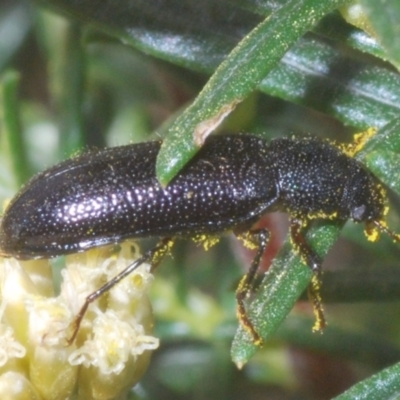 Titaena sp. (genus) (A darkling beetle) at Crackenback, NSW - 19 Feb 2022 by Harrisi