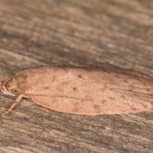 Garrha carnea at Melba, ACT - 30 Dec 2021