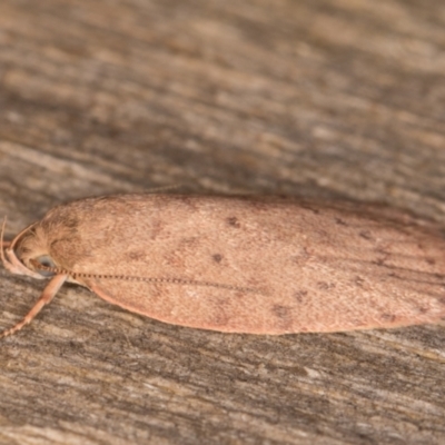 Garrha carnea (A concealer moth) at Melba, ACT - 30 Dec 2021 by kasiaaus