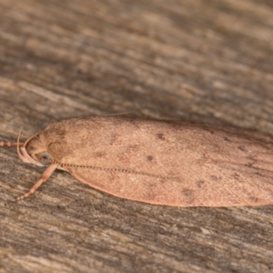 Garrha carnea at Melba, ACT - 30 Dec 2021