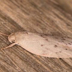 Heliocausta undescribed species (A Concealer moth (Wingia group)) at Melba, ACT - 30 Dec 2021 by kasiaaus