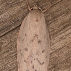 Heliocausta undescribed species at Melba, ACT - 30 Dec 2021