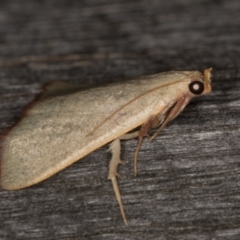 Ocrasa albidalis at Melba, ACT - 30 Dec 2021