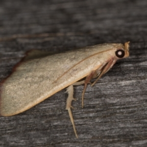 Ocrasa albidalis at Melba, ACT - 30 Dec 2021