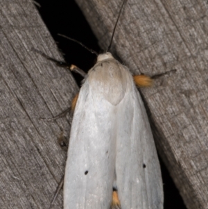 Maroga melanostigma at Melba, ACT - 30 Dec 2021