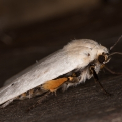 Maroga melanostigma at Melba, ACT - 30 Dec 2021