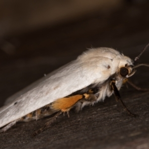 Maroga melanostigma at Melba, ACT - 30 Dec 2021