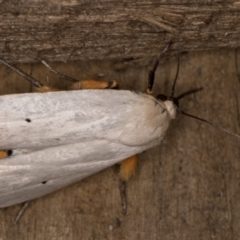 Maroga melanostigma at Melba, ACT - 30 Dec 2021