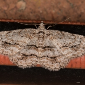 Didymoctenia exsuperata at Melba, ACT - 30 Dec 2021 11:15 PM