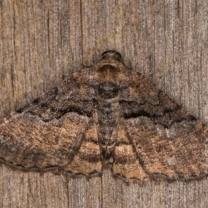 Aporoctena undescribed species at Melba, ACT - 30 Dec 2021 11:17 PM