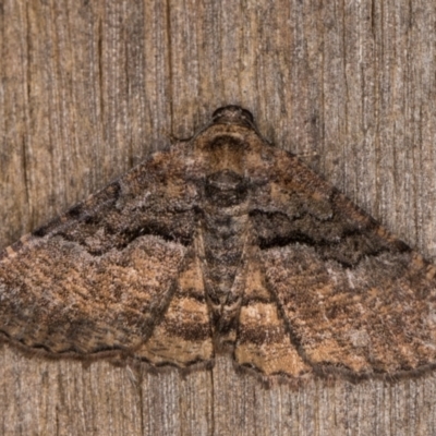 Aporoctena undescribed species (A Geometrid moth) at Melba, ACT - 30 Dec 2021 by kasiaaus