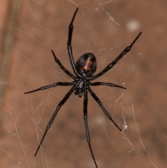 Latrodectus hasselti (Redback Spider) at Melba, ACT - 30 Dec 2021 by kasiaaus