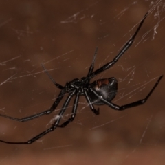 Latrodectus hasselti at Melba, ACT - 30 Dec 2021