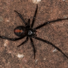 Latrodectus hasselti at Melba, ACT - 30 Dec 2021