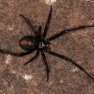 Latrodectus hasselti at Melba, ACT - 30 Dec 2021